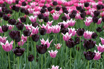 Tulips