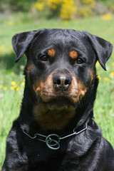 beau portrait de rottweiler à l'air dissuasif