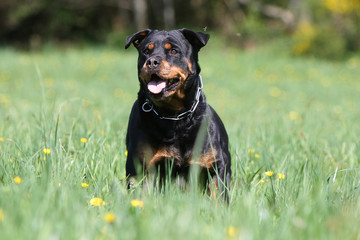 rottweiler en train de vagabonder dans une pâture