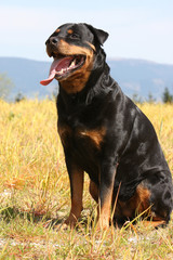 rottweiler assis de trois quart au soleil, essouffl&eacute;,fatigu&eacute;
