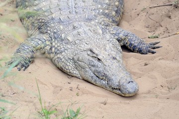 Krokodil 004