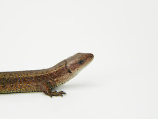 Fototapeta premium Waldeidechse