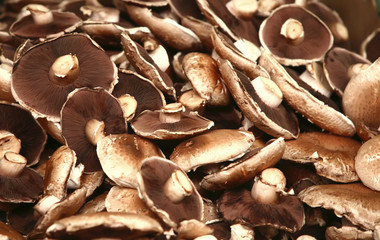 Fototapeta premium big white mushroom