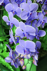 Fototapeta na wymiar Blue Flower