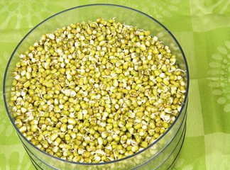 Mung Bean Sprouts in a Sprout Maker