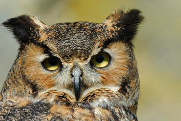Eagle Owl