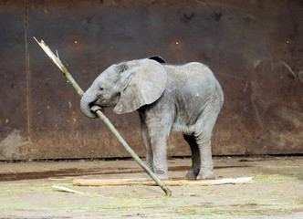 Baby elephant 2
