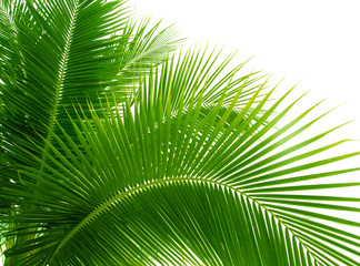 Fototapeta premium leaves of palm and morning light