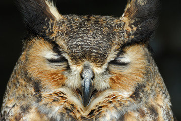 Eagle Owl