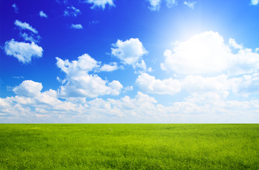 field of flax and blue sky