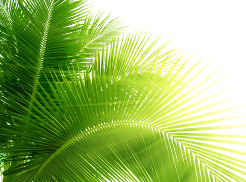 leaves of palm and morning light