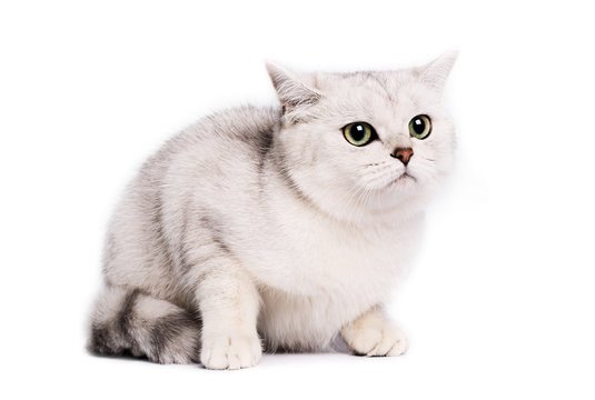 British Chinchilla Cat