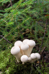 Puffball mushrooms