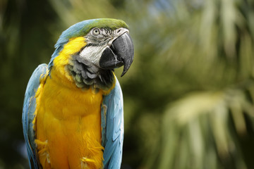 Blue and Yellow Macaw