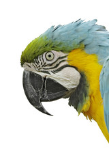Blue and Yellow Macaw, Side View of Head, Isolated