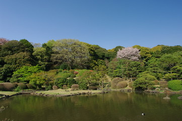 春の小石川植物園