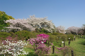 小石川植物園の桜とつつじ