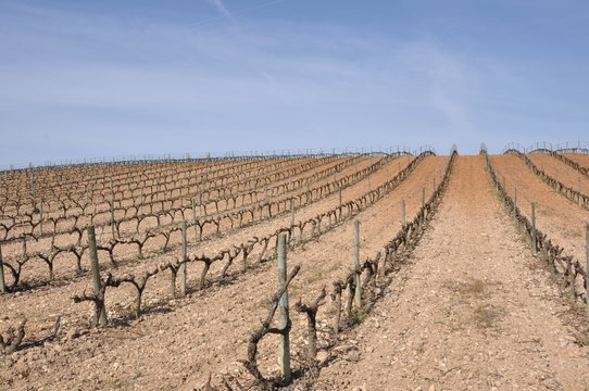 vi&ntilde;edo riojano