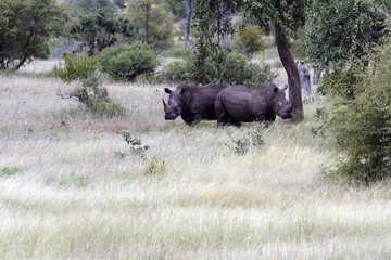 Rhino 006