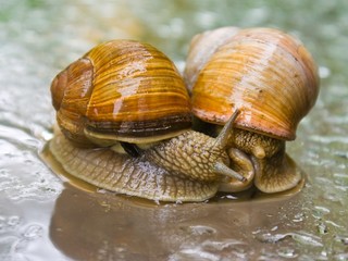 Garden snails in rain