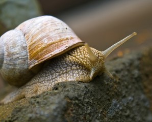 Garden snail