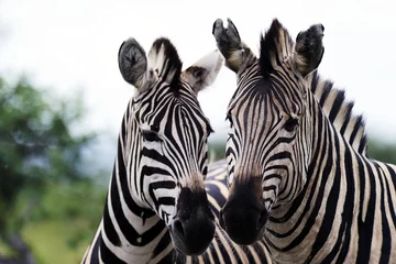 Fotobehang Zebra 015 © Foto - Resi