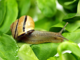 Salatschnecke