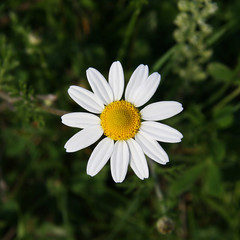 Obraz premium Matricaria chamomilla