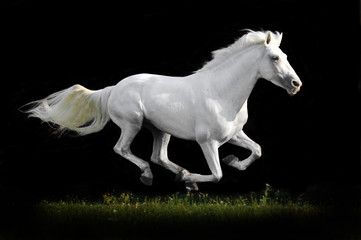 Naklejka na ściany i meble biały koń na czarno