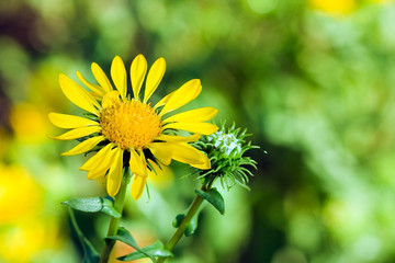 yellow sunflower on green field