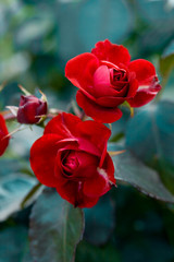 Fototapeta na wymiar dwie czerwone róże w ogrodzie