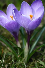 Crocuses