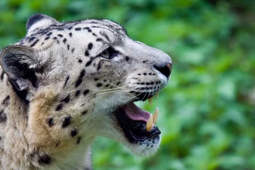 Gardinen Leopardo delle nevi © Alvise Dorigo