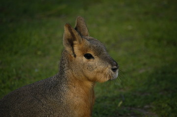 Obraz premium Großer Mara