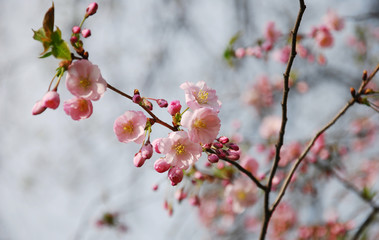 flowerage