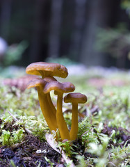 Funnel Chanterelle