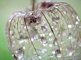water drops on physalis