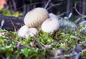 Puffball mushroom