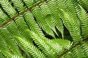 Ferns