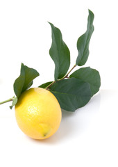 Lemon With Lemon Tree Branch