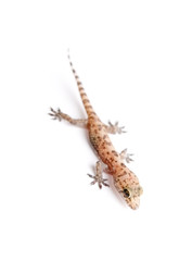 Naklejka premium Gecko