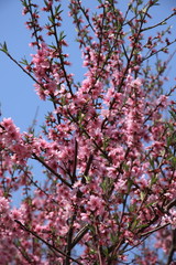 Fototapeta premium Kirschbäume in Korea