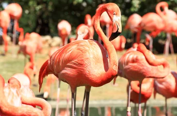 Zelfklevend Fotobehang Flamingo red flamingo in a park in Florida