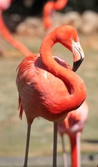 Papier Peint photo Flamant red flamingo in a park in Florida