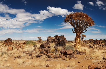Fototapeta na wymiar Pejzaż z drzewami kołczan (Aloe dichotoma), South Namibia