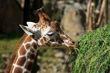 Obraz premium Zoo Osnabrück