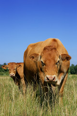 vaches dans un champ