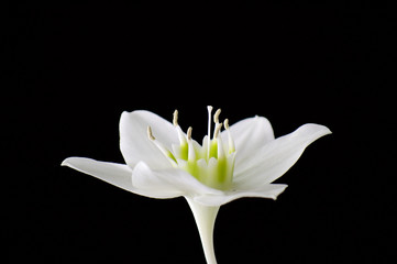 White flower on a black