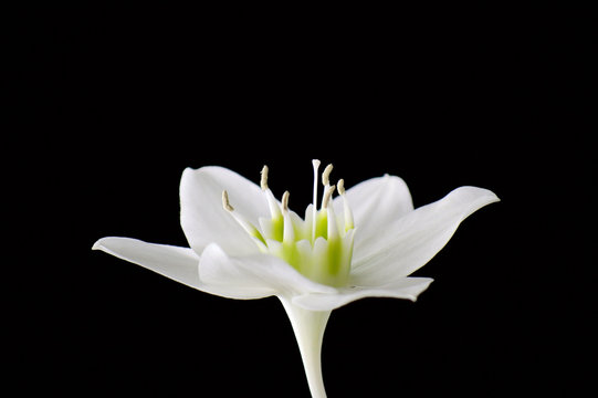 White flower on a black