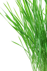 Obraz premium Young green grass